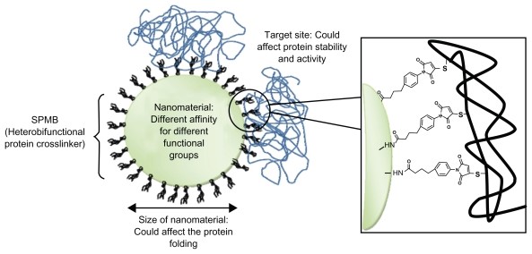 Figure 1. Protein-nanoparticle interactions.