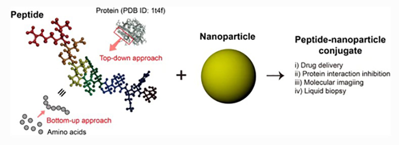 Figure 1. Combination of artificial bioactive peptides with nanoparticles for biomedical applications.