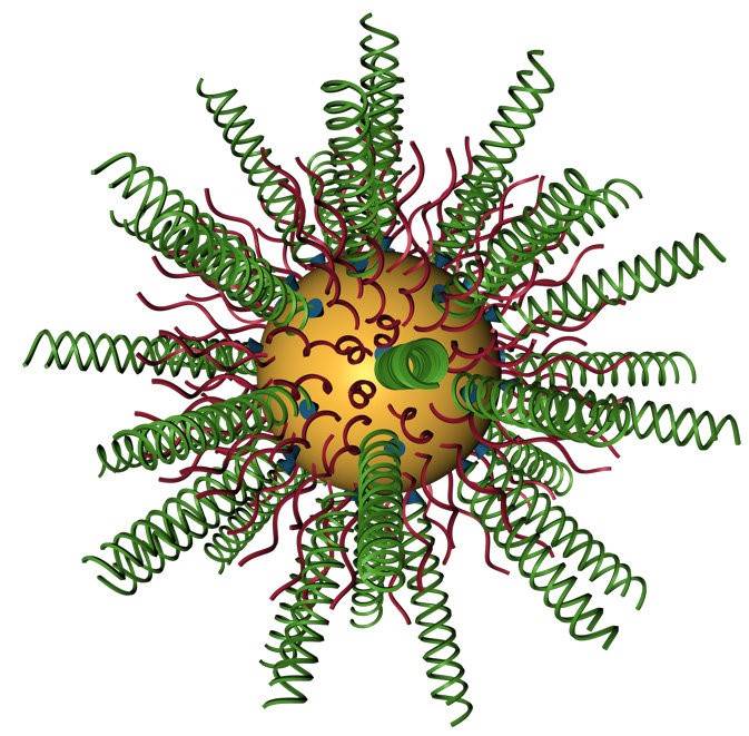 Figure 1. Spherical nucleic acids nanoconjugates.