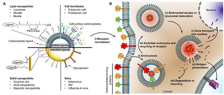 Figure 1. Carbohydrate-coated nanoparticles recognized by cell surface receptors.