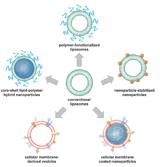 Figure 1. Schematic representation of liposome-polymer binding.