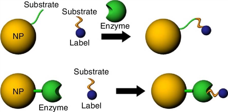 Figure 1. Bioconjugation of nanoparticles and enzymes.