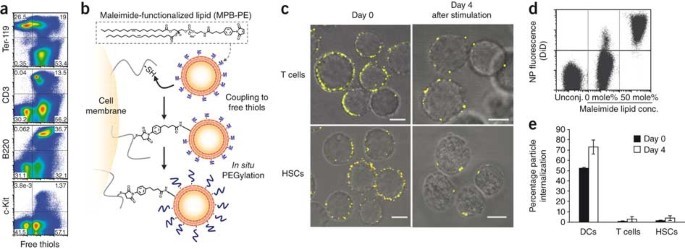 Figure 1. Nanoparticles (NPs) stably bind to the surface of T cells and HSCs via cell surface thiols.