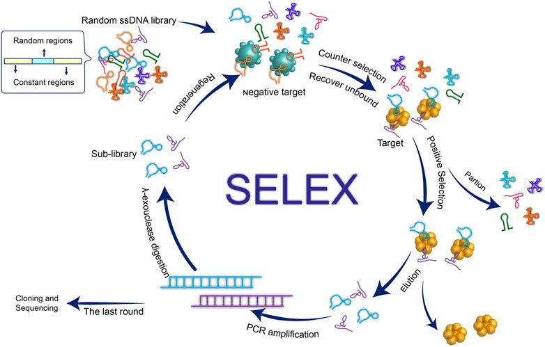 Schematic illustration of the aptamer generation by conventional SELEX process. 