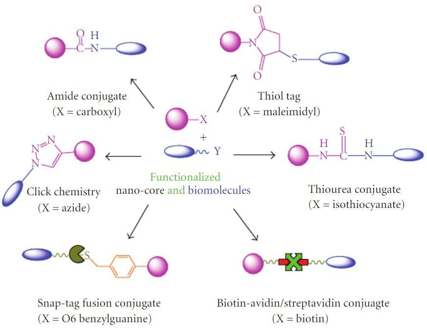 Figure 1. Types of bioconjugation of chemically modified nanoparticle surfaces.