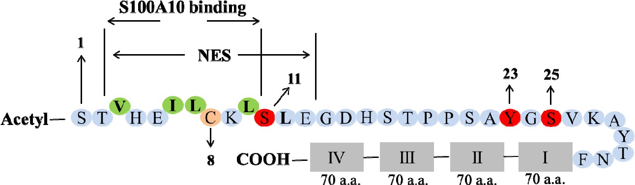 Domain structure of annexin A2.