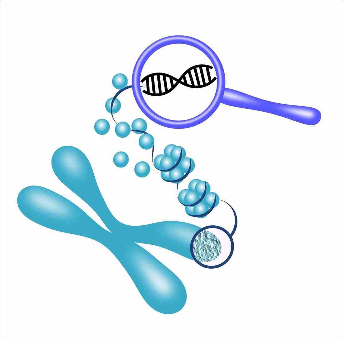 Production-Specific Membrane Antigen (PSMA) Aptamer Synthesis and Modification Service