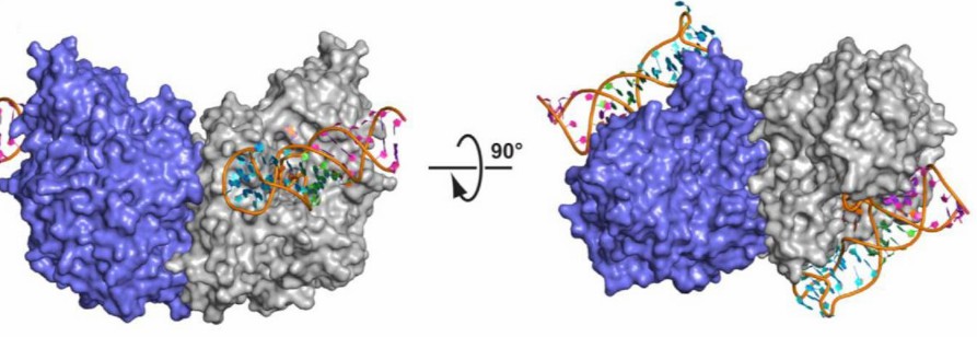 PSMA-bound A9g aptamer. PSMA homodimer is shown in surface representation with individual monomers colored blue and gray, respectively. A9g binds PSMA with the 1:1 stoichiometry. 