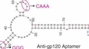 Anti-HIV-1 gp120 aptamer.