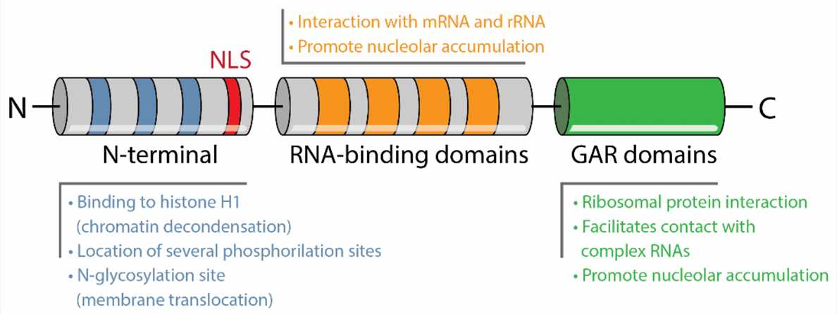 Schematic structure of nucleolin with acidic stretches on N-terminal, nuclear localization signal (NLS), RNA-binding domains in the central region and glycine and arginine rich (GAR) domains in the C-terminus, and their related major functions or properties. 