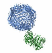 Anti-Transferrin Receptor (TFR) Aptamer Synthesis and Modification Service