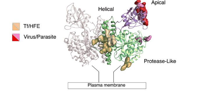 CD71 receptor: ligand recognition epitopes and binding modes. CD71 residues identified as recognition epitopes for Tf/HFE and viruses/parasites are represented as orange/wheat and red/pink surfaces, respectively