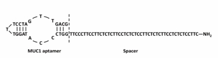 Structure of the MUC1 aptamer.