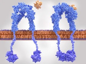 Anti-Protein Tyrosine Kinase 7 (PTK7) Aptamer Synthesis and Modification Service