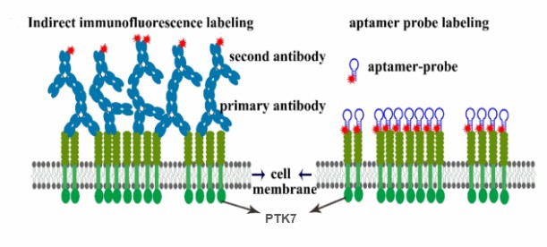 Schematic diagram of differences between indirect immunofluorescence labeling (left) and aptamer probe (right) in labeling PTK7 on the cell membrane.