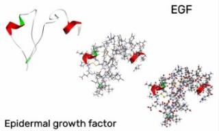 Anti-Epidermal Growth Factor Receptor (EGFR) Aptamer Synthesis and Modification Service