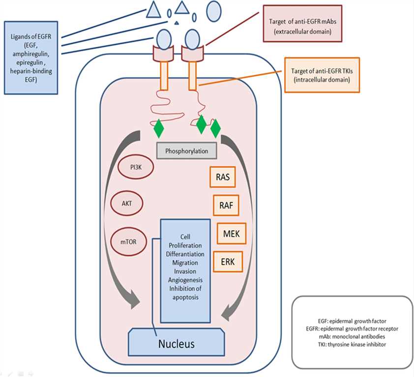 Epidermal growth factor receptor pathway as a therapeutic target for metastatic colorectal cancer. 