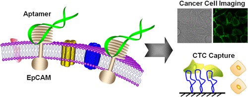 EpCAM-aptamer schematic.