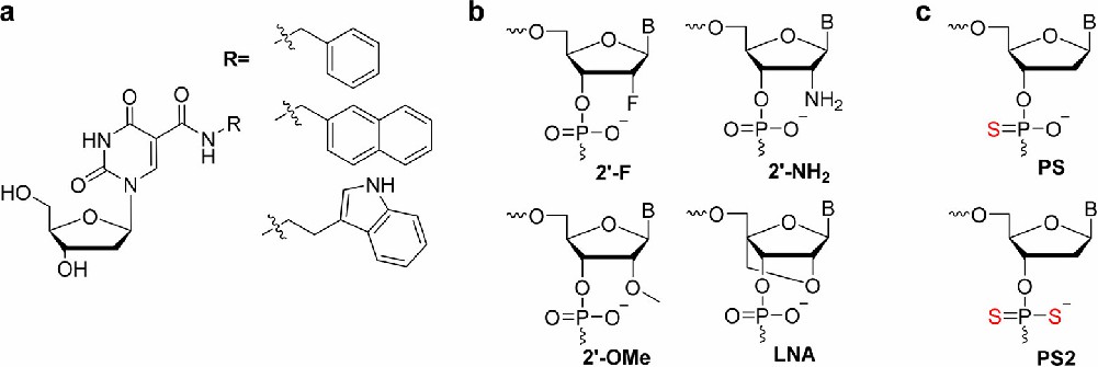 SELEX with modified nucleotide bases, sugar rings, or phosphates. (a) Modifications (R) are employed for the selection of SOMAmers including benzyl, naphthyl, and indole (right). (b) Modifications (including F, NH2, OMe, LNA) on sugar rings can be incorporated into aptamers during selection. (c) Increased stability can also be garnered through phosphorothioate (PS) and phosphorodiothioate (PS2) linkages. 