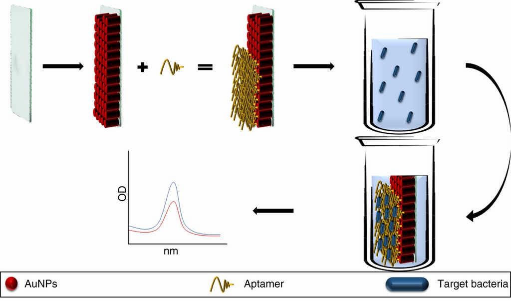 Aptamers conjugated to AuNPs and immobilised on a glass plate (chip). The aptamer binds to the target bacteria modifying the absorption peaks of the AuNPs. In solutions without the pathogen the absorption peaks remain identical to the baseline AuNP absorption peak. AuNP: gold nanoparticles.