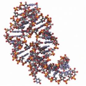 Aptamer and Nanocarrier Coupling Pharmacokinetic Study Service