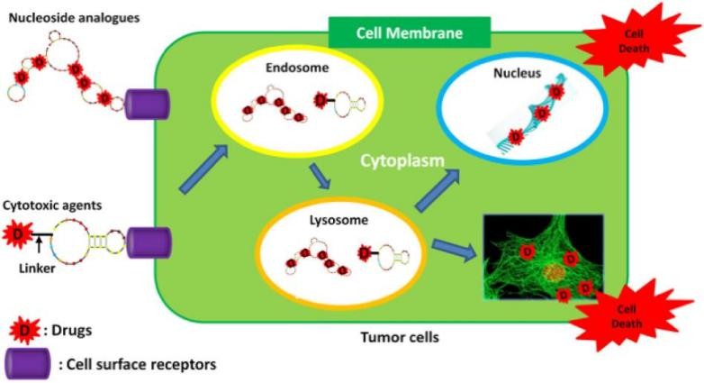 Schematic of aptamer-drug conjugates (ApDCs) as targeted Chemotherapeutics