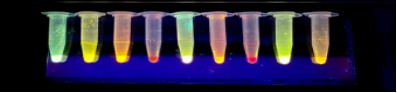 Aptamer-Fluorophore Conjugated Targeted Drug Delivery System Study