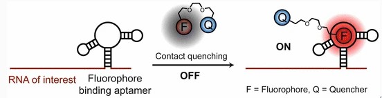 Principles of the RNA imaging method based on fluorophore-binding aptamers.RNA of interest can be fused to one of the fluorescence enhancing aptamers and imaged in the presence of the fluorophore–quencher conjugate. F denotes any fluorophore and Q denotes a contact quencher.