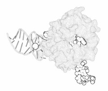 Aptamer Targeted Drug Delivery System