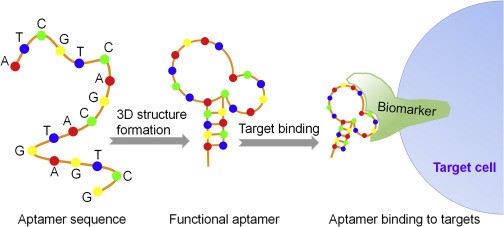 Schematic Diagram of Aptamer Function