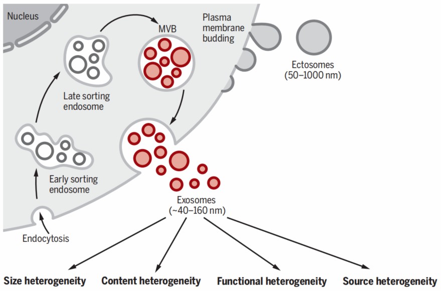 Identity and the heterogeneity of extracellular vesicles and exosomes