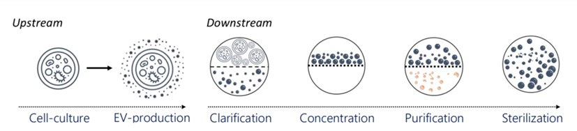 Illustration of the EV production process.