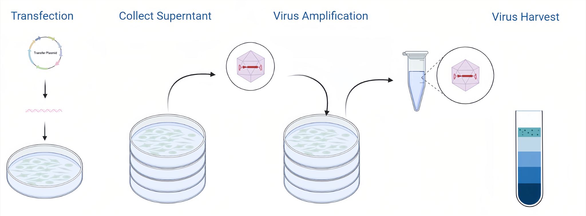 Adenovirus Vectors Production