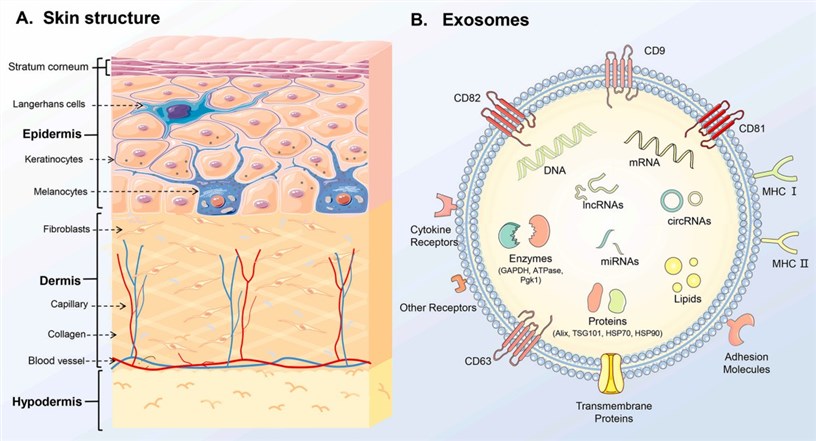 Diagrammatic representation of the skin structure and the molecular composition of exosomes