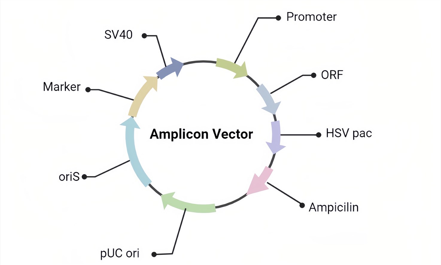 The basic design of the HSV amplicon vector.