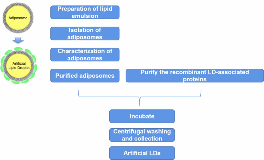 The procedure to prepare artificial LDs