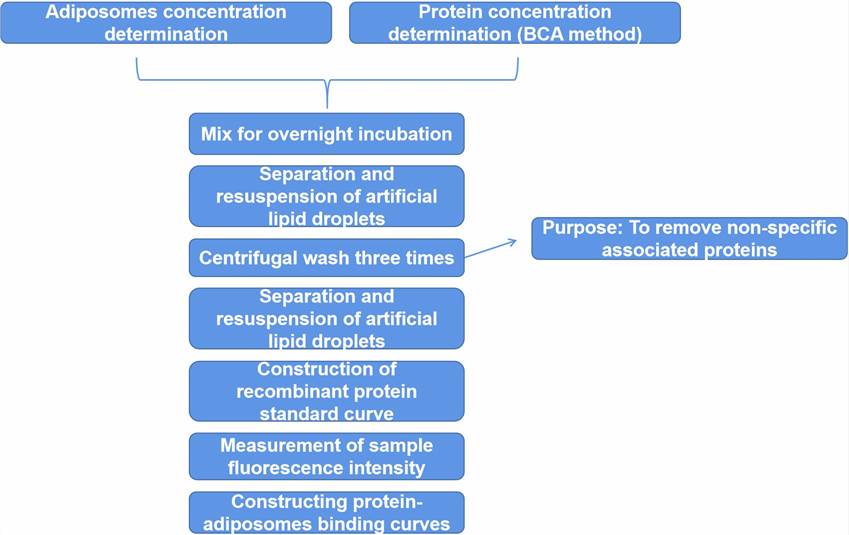 The procedure for protein binding affinity analysis