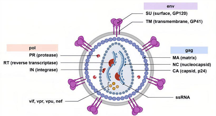 A schematic overview of the lentivirus HIV-1.