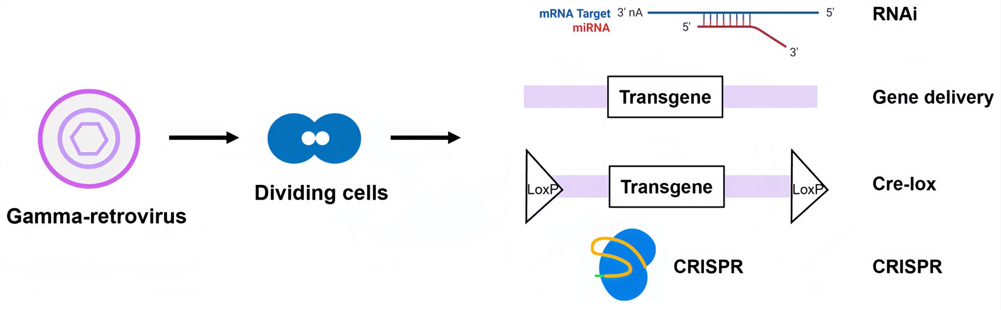 Application of Gamma-retrovirus.