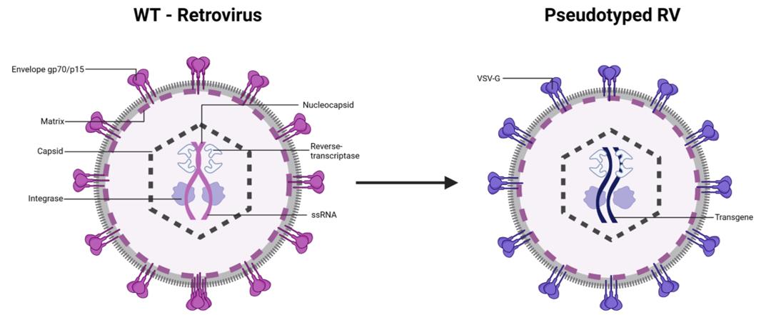 Application of Gamma-retrovirus.