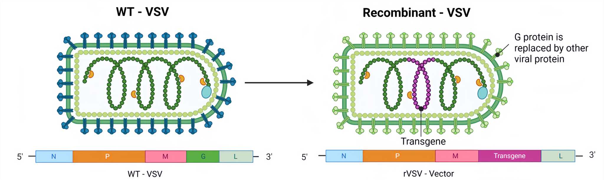 Schematic diagram of VSV Vectors reorganization