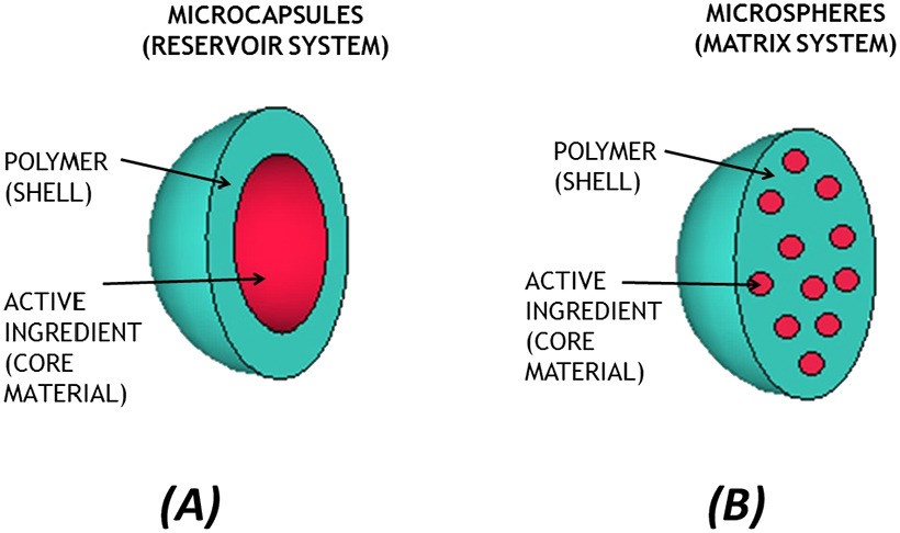 Differences between microcapsules (A) and microspheres (B) inner morphologies.