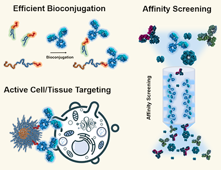 Active Targeting By Targeting Ligands