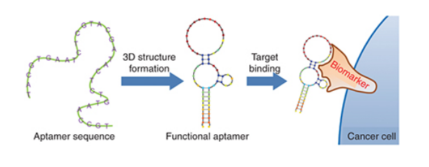 Active Drug Targeting by Aptamers