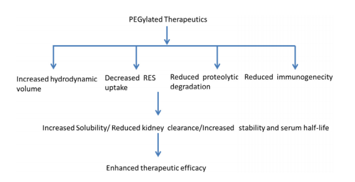 Active Drug Targeting by PEGylated Ligands