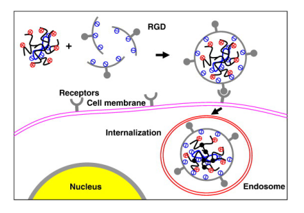 Active Drug Targeting by Peptides or Receptor-Ligands