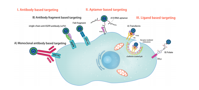 Active Drug Targeting by Receptor-Specific Ligands