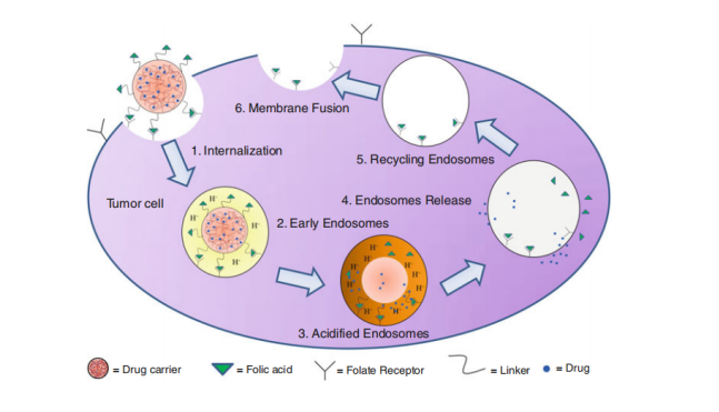 Active Drug Targeting by Receptor-Specific Ligands-2