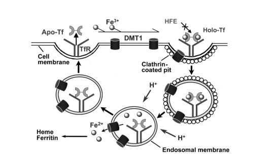 Active Drug Targeting by Receptor-Specific Ligands-3