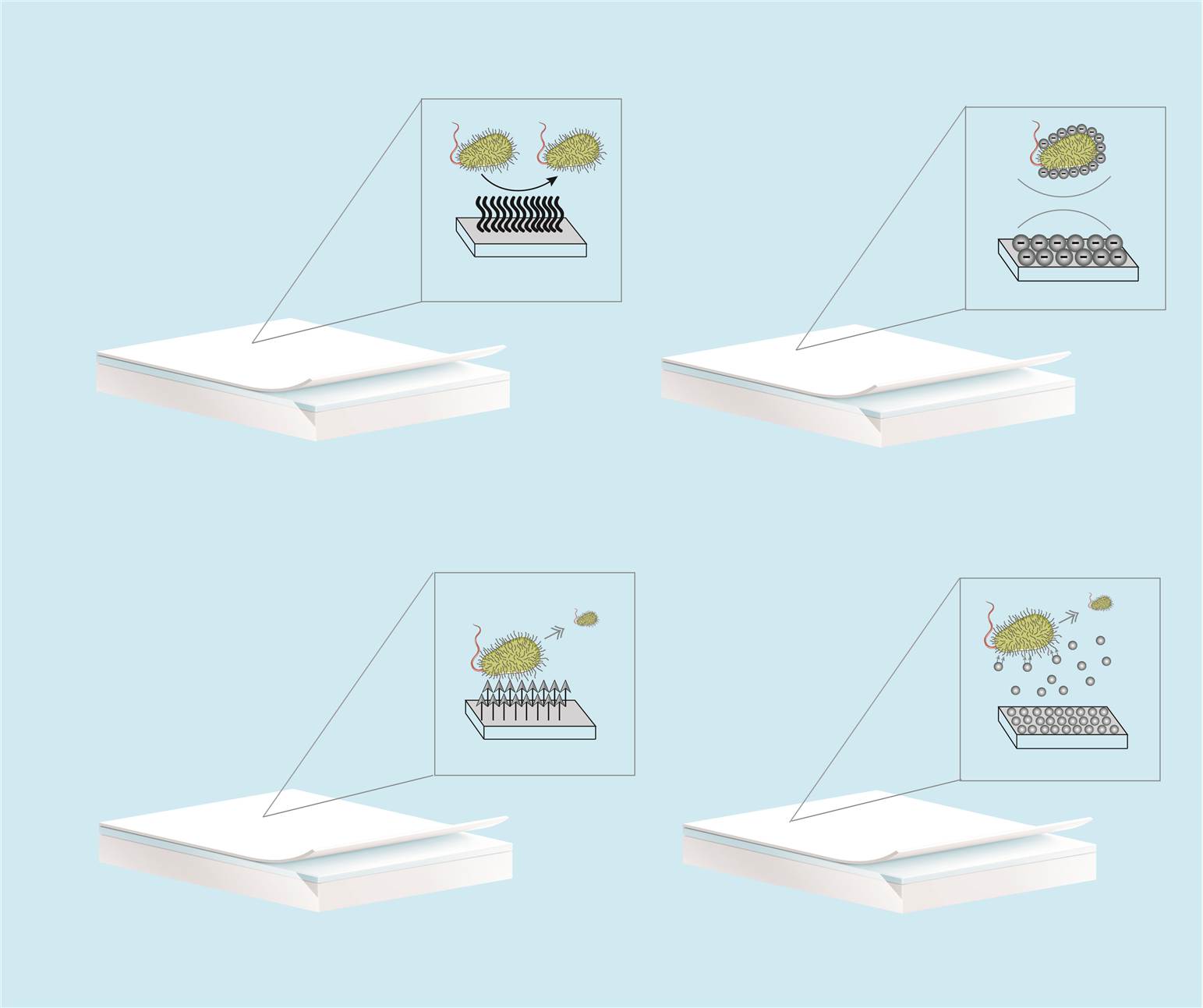 Schematic diagram of the antimicrobial coating